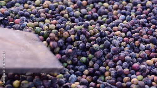 Macro shot of colorful raw coffee cherries (green, red, purple) drying in the sun. This natural process is part of harvesting coffee beans at a plantation