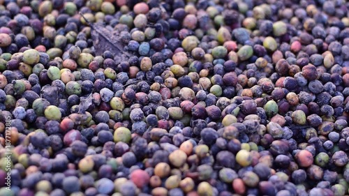 Macro shot of colorful raw coffee cherries (green, red, purple) drying in the sun. This natural process is part of harvesting coffee beans at a plantation