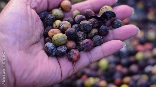 Macro shot of colorful raw coffee cherries (green, red, purple) drying in the sun. This natural process is part of harvesting coffee beans at a plantation