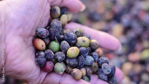 Macro shot of colorful raw coffee cherries (green, red, purple) drying in the sun. This natural process is part of harvesting coffee beans at a plantation