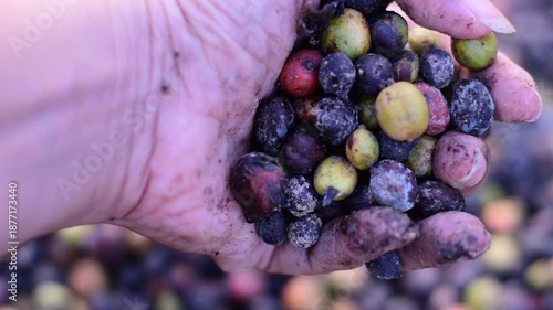 Macro shot of colorful raw coffee cherries (green, red, purple) drying in the sun. This natural process is part of harvesting coffee beans at a plantation