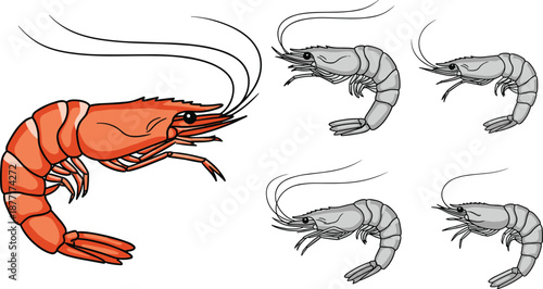 One red shrimp and four gray shrimp illustrations on white background prawn seafood