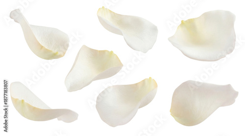 six elegant white rose petals scattered on a dark background, conveying a sense of purity, romance, and delicate beauty for designs.