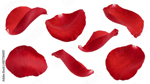 Foto beautifully delicate red rose petals scattered and isolated on a transparent background, perfect for romantic and elegant design projects