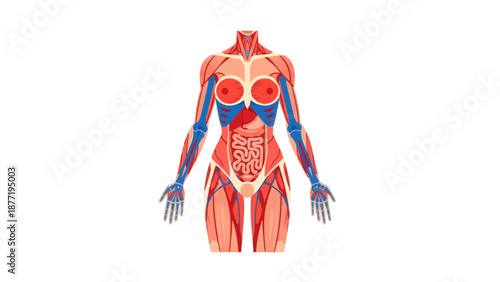 Female Anatomy Illustration: Muscles, Organs, Veins