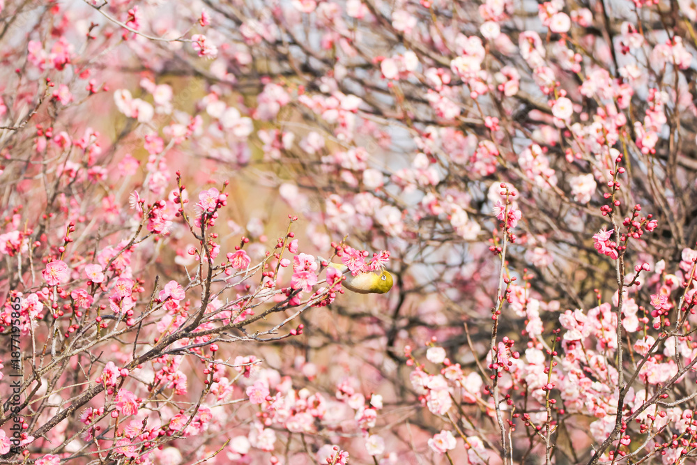 Obraz premium 梅の花の蜜を求めるメジロ