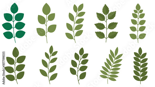 Assorted green leafy branches arranged in a row for botanical pattern designs.