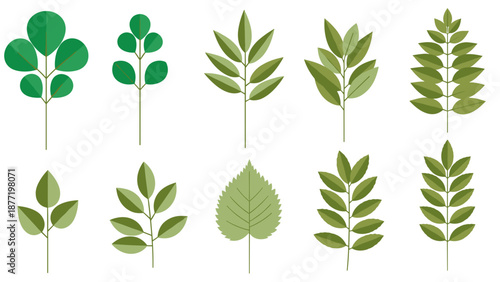 Collection of assorted green leaves in various shapes and sizes for botanical study.