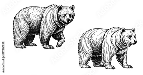 Bear engraving illustration for outdoor and heritage branding