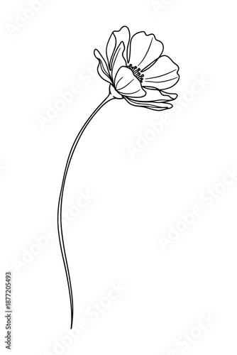 Delicate line art of cosmos flower blooming on long slender stem