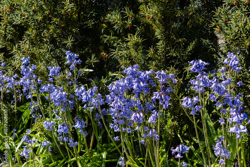 Gorgeous closeup photography of bluebell flowers blossoming in spring with beautiful green background