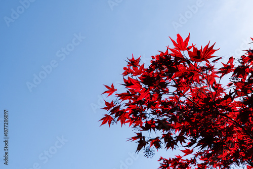 Bright red maple leaves against blue sky
