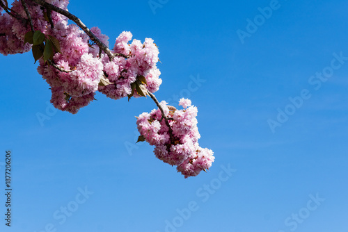 Bright pink cherry blossoms, bloomed on branches covered with delicate leaves against bright blue sky