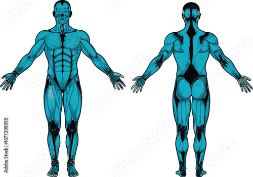 Human muscular system illustration, anatomical diagram, male figure, anterior view, posterior view, blue muscles, physiology study, fitness training, educational artwork, anatomy reference