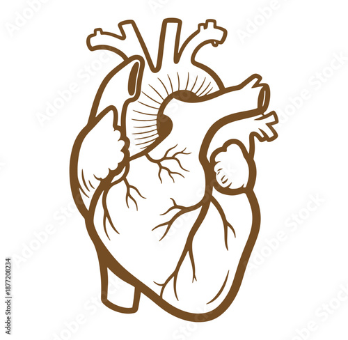 Anatomical illustration of a human heart with detailed veins and arteries  medical diagram