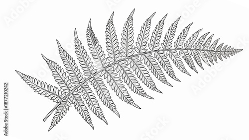 Detailed Botanical Drawing of Fern Leaves