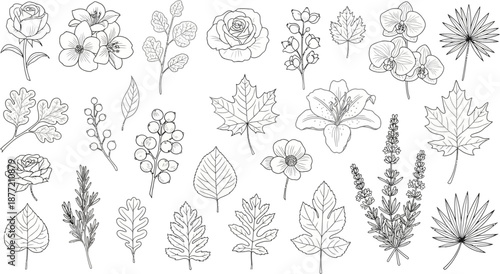 A collection of various botanical elements, including flowers, leaves, and branches, depicted in detailed black and white line art illustrations.