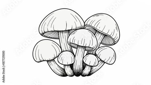 Detailed Ink Drawing of Clustered Mushrooms