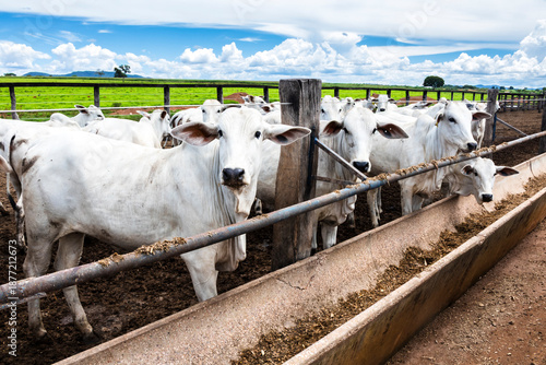 Wallpaper Mural Foto: Alf Ribeiro Torontodigital.ca