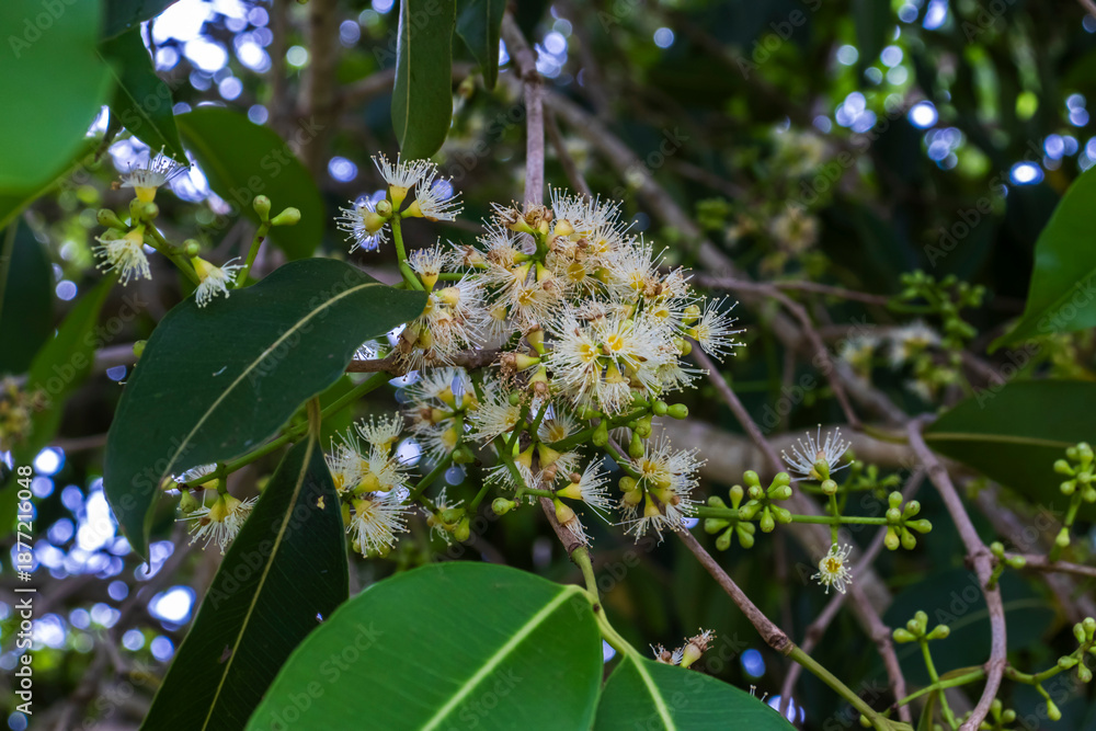 Obraz premium Flowering branch of a Jambolan (Syzygium cumini) tree, showcasing clusters of delicate, white, fluffy blossoms and green buds against a background of lush leaves in Brazil.
