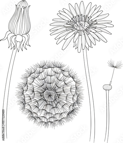 Botanical Dandelion Life Cycle Vector Sketch Full Flower Bud Seed Head