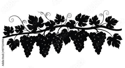 Elegant black vine with clusters of grapes and swirling tendrils a captivating silhouette
