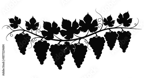 Elegant vine and grape clusters illustration with detailed leaves and fruit a striking silhouette