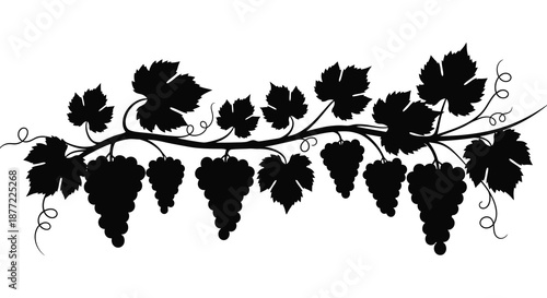 Detailed illustration of a grapevine with leaves and bunches of grapes a striking silhouette