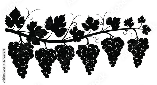 a black silhouette of a grapevine with leaves and grapes silhouette high quality