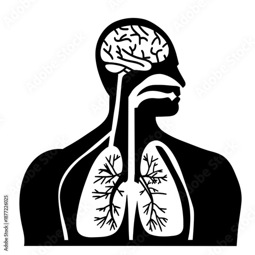 Human anatomy silhouette illustration featuring the brain and lungs. Flat vector icon of the respiratory and nervous systems. Medical diagram for health and science education.