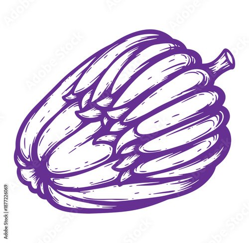 Purple illustration of a bunch of bananas in a sketch style  fruit concept