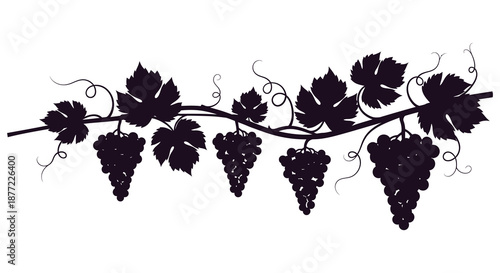 Detailed illustration of grape vines with bunches of grapes leaves and swirling tendrils silhouette