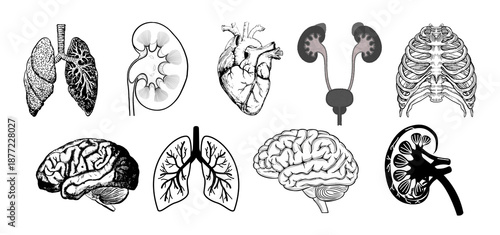 Silhouette icons of various human internal organs, including lungs, heart, kidneys, liver, stomach, and pancreas.