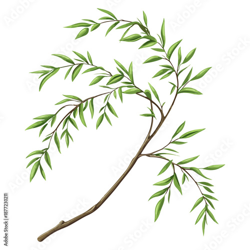 willow branches, plants, qingming festival, asia, festival, vector, transparent background, plant, branch, nature, herb, twig, decoration