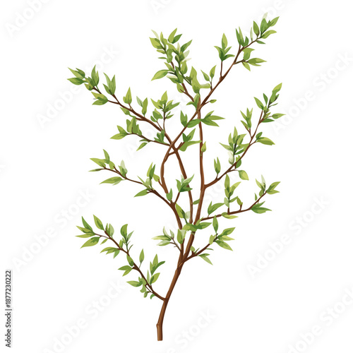 willow branches, plants, qingming festival, asia, festival, vector, transparent background, plant, branch, nature, herb, twig, decoration