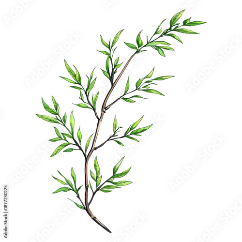 willow branches, plants, qingming festival, asia, festival, vector, transparent background, plant, branch, nature, herb, twig, decoration