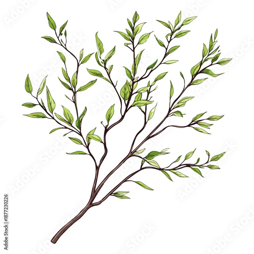 willow branches, plants, qingming festival, asia, festival, vector, transparent background, plant, branch, nature, herb, twig, decoration