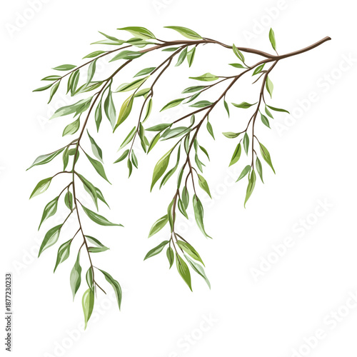 willow branches, plants, qingming festival, asia, festival, vector, transparent background, plant, branch, nature, herb, twig, decoration