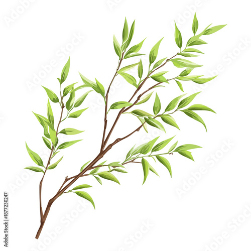 willow branches, plants, qingming festival, asia, festival, vector, transparent background, plant, branch, nature, herb, twig, decoration