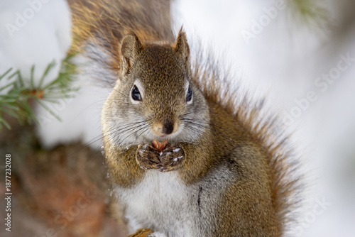 Cute fluffy American red squirrel is sitting on the spruce tree brunch in cold snowy winter day and eating a peanut.