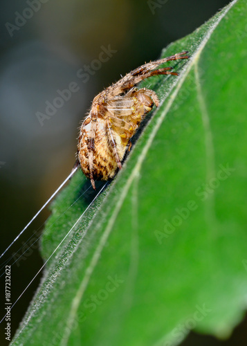 A spider weaves a web on a tree leaf