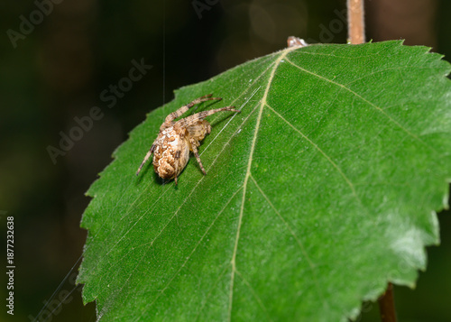 A spider weaves a web on a tree leaf