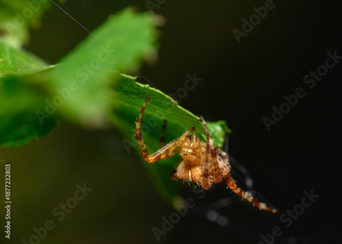 Close up view of a spider weaving a web on a tree leaf