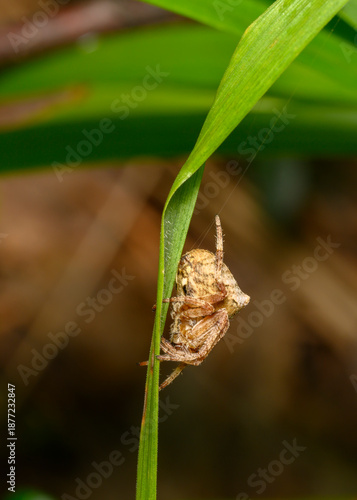 Close up view of a spider weaving a web on a grass stalk