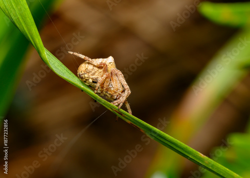 Close up view of a spider weaving a web on a grass stalk