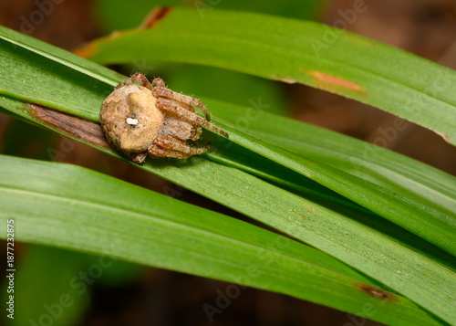 A close-up view of a spider hiding on a grass stalk