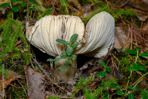 A close-up view of a milk mushroom growing in the forest among cranberry bushes