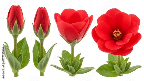 Wallpaper Mural red tulips isolated on white background Torontodigital.ca