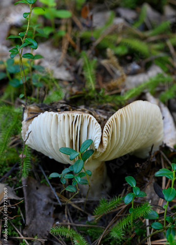 A close-up view of a milk mushroom growing in the forest among cranberry bushes