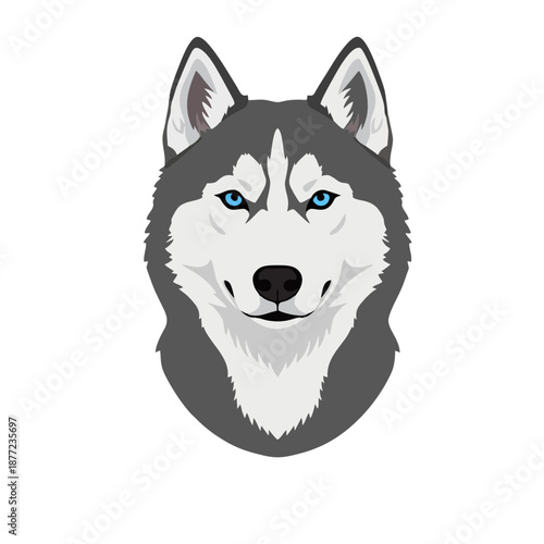 siberian husky puppy